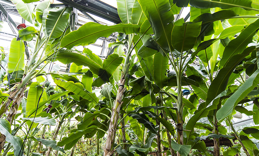 Banana Production Greenhouses