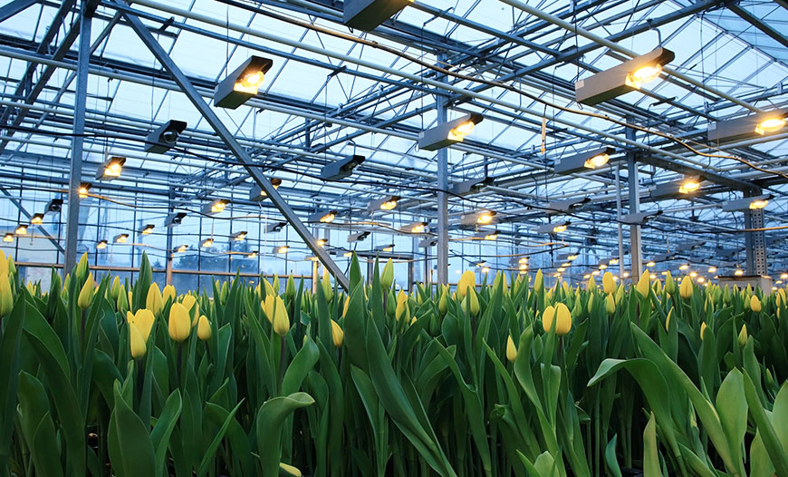 Ornamental Plant Production Greenhouses